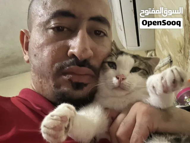 قطه قزمه نادره ب 1000أنثى قط ذكر كبير 500درهم ماشاء الله تبارك الله عليه حنون جدا وأليف