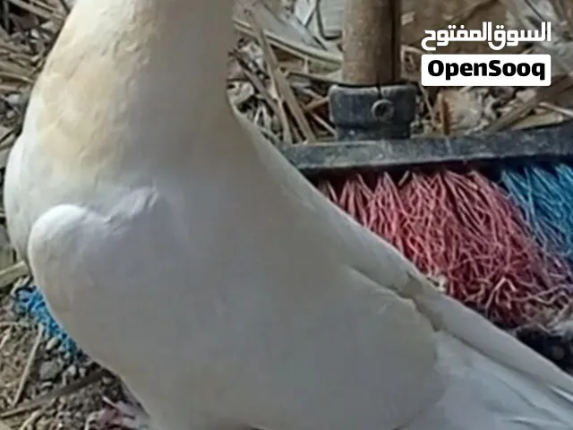 زوج طيور للبيع فحل ارفلي مكلش دكمه ونثيته دمكش شرط النظافه والصحه سعرهن ب 12 آلف