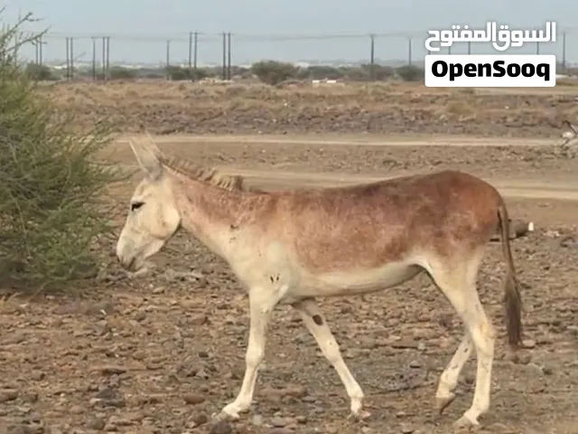 حماره هاديه مشايه ما عليها كلام