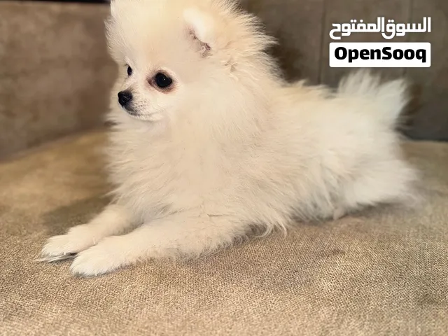 للبيع كلب البومرينيان بيور ( سلالة عالية )