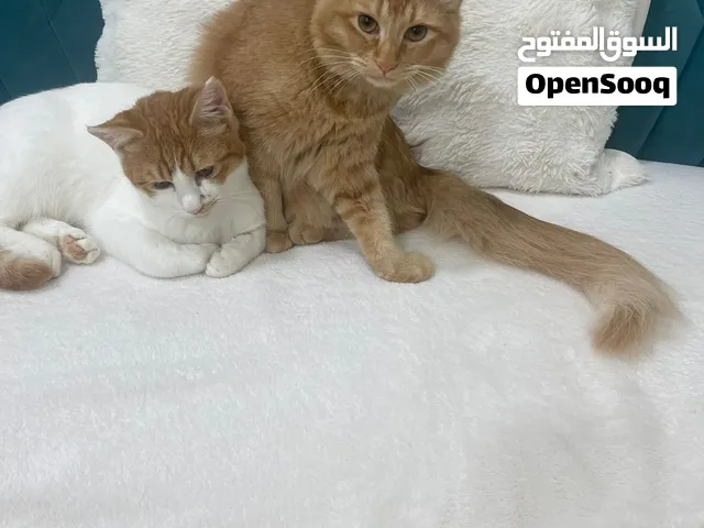 قطط للتبني