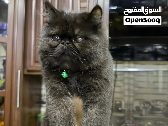 قط سكوتش فولد ذكر