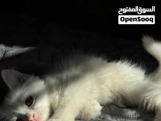قطط صغيرة بيضاء