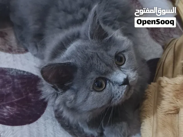 قطه عمره 3 أشهر انثى