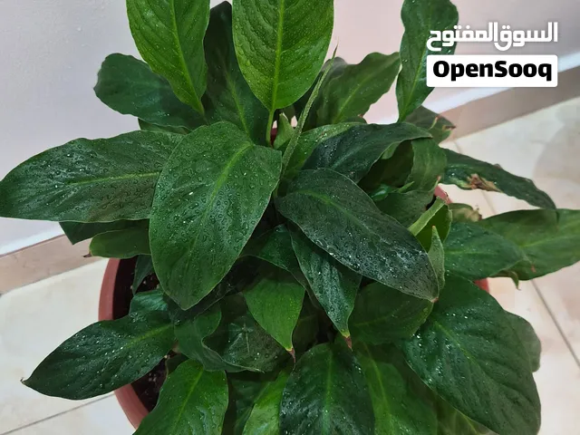 Indoor Peace Lilv Plant with Large Pot and Fertlizer
