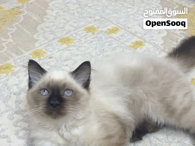قط هملايا للبيع بصحه جيده العمر 3 شهور