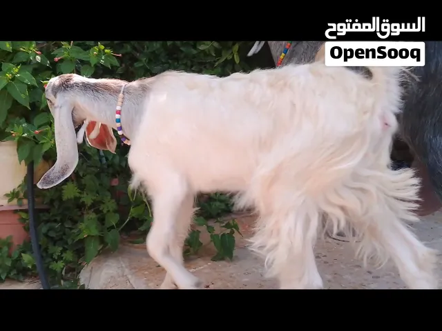 جدي و سخله عمر 3 تشهر ونصف