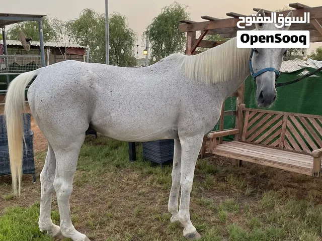 حصان عربي خصي
