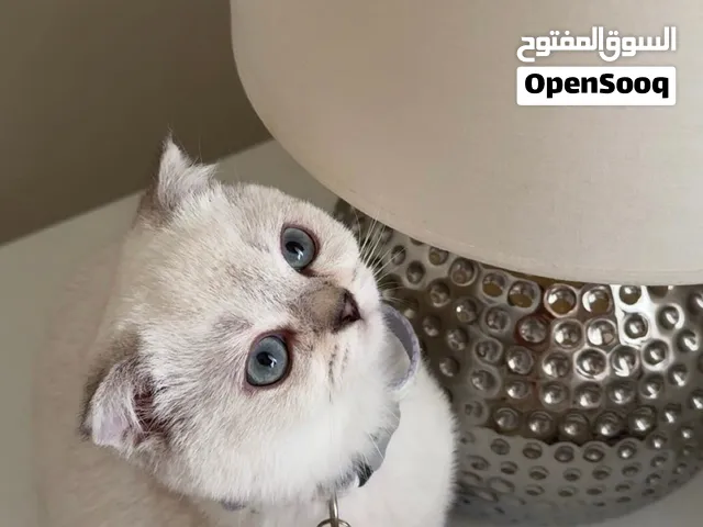 قطة صغيرة سكوتش مع جميع أغراضها