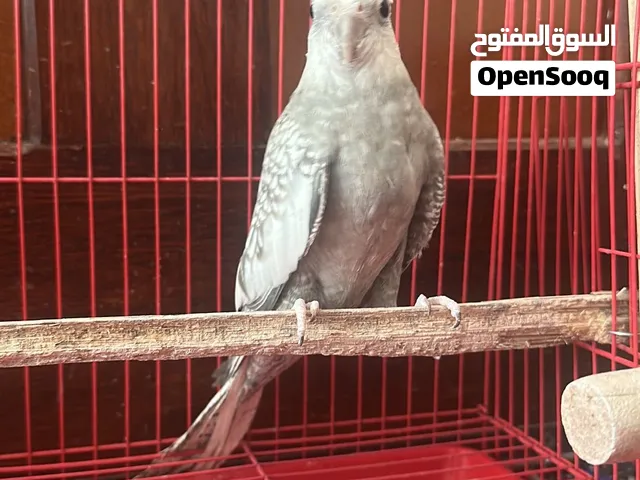 بغبغاء كوكتيل انثى