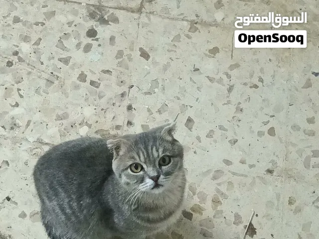 سكوتش فولد عمر اربع شهور