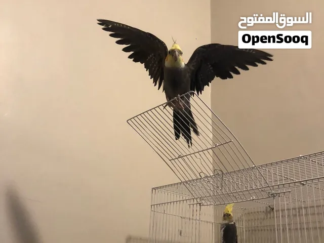 زوج ببغاء كروان