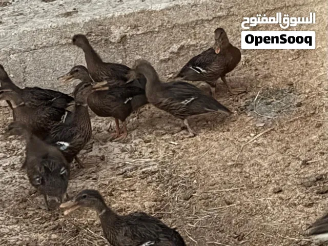 بط البكيني  الطيار