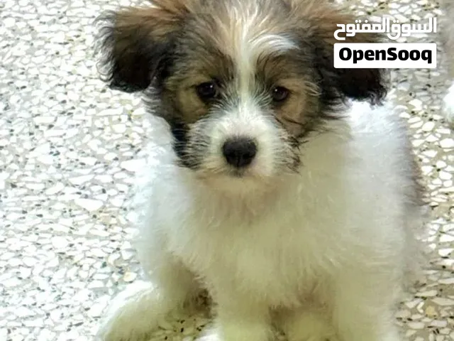 مالتيز اناث للتبني  للتبني عمر 11 شهر   1 شهر
