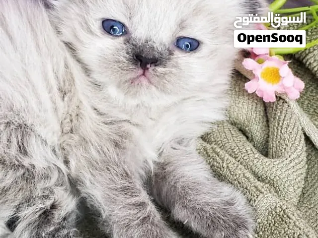 قطط هملايا فصيله نقية