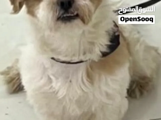 dog for adoption