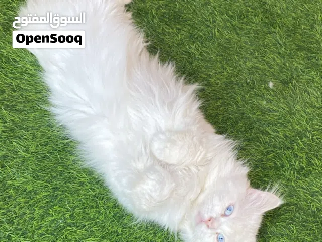 عندك قطط طالبه تزاوج ؟ تريد تخلي قططك بمكان امن؟ شوف الوصف