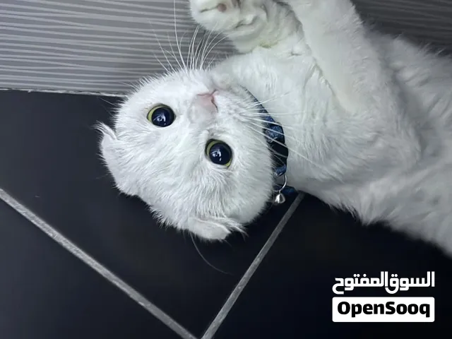 سكوتش فولد