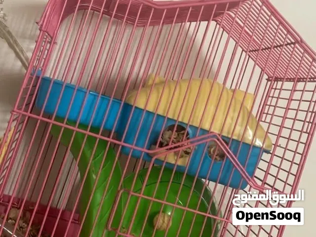 أنثى هامستر سوري عمرها 2-3 أشهر للبيع مع كامل أغراضها 100⃁