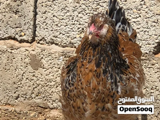 براهما زهري برسلان مواصفات طيبه لا قوه الا بالله