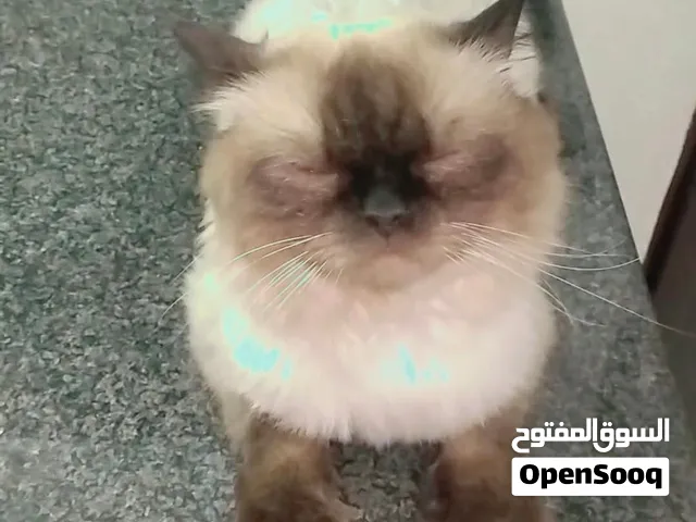 قط هملايا ذكر للبيع هو مش اعمى بس سكر عيونه بس صورته على 400 شيكل