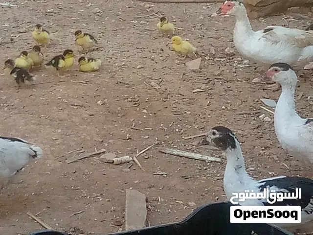 للبيع الحبه ب5دينار للبطه والكل على حساب 4دنانير
