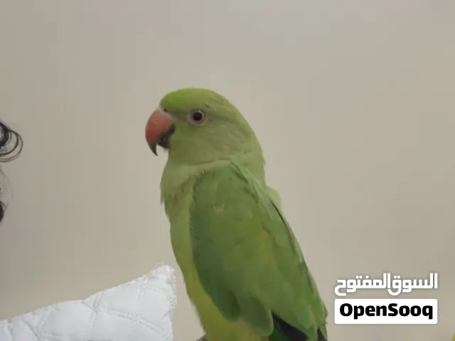 Pakistani Parrot for sale.