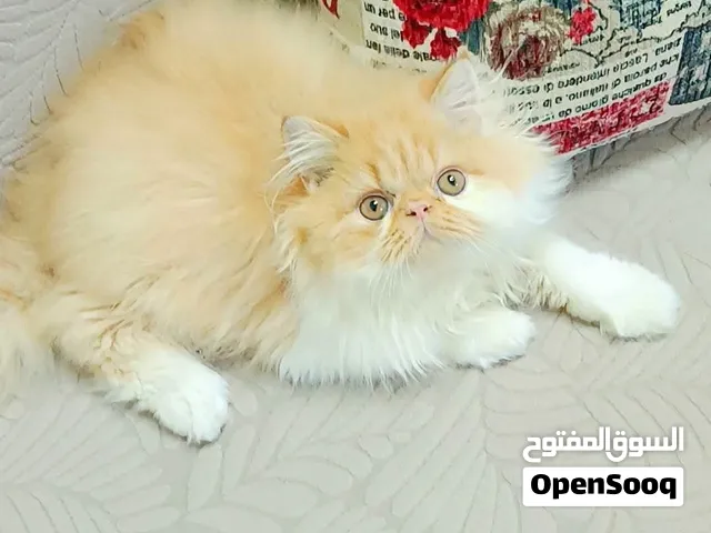 ذكر بيرشين ريد وايت
