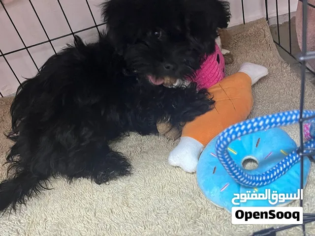 Havanese puppy for adoption