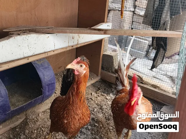 دجاجتين وديج + سمان