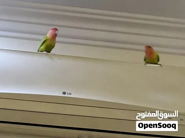 Very cute green and orange