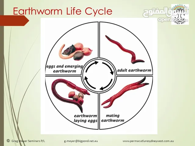 دود الكومبوست /دود الفيرمي vermi worm/(Red weggler)