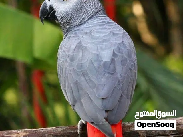 ربي يبارك وصول دفعة جديد من ببغاء الزنجباري الكاسكو