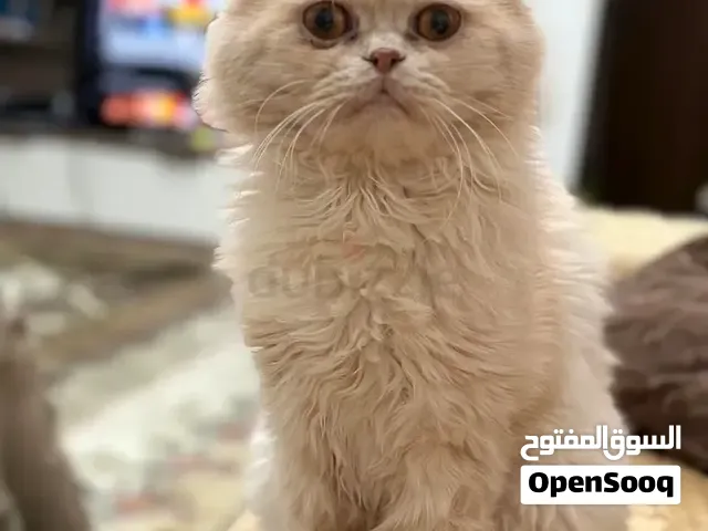 Persian Cat for Free