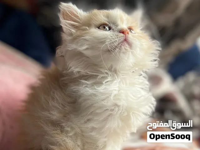 10 الف ريال فرصة ذهبية لعشاق القطط والتربية المنزلية عرض لمدة يوم واحد فقط اليوم اسرع واستغل الفرصه