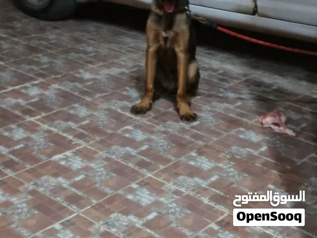 السلام عليكم يوجد كلاب ملاينو مواصفات كاملة