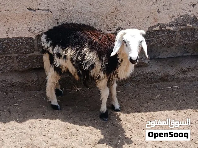 لبيع:كبش و صخله  العمر :اربع أشهر  العدد :2 الموقع :المصنعة  التوصيل :لايوجد  السعر:12