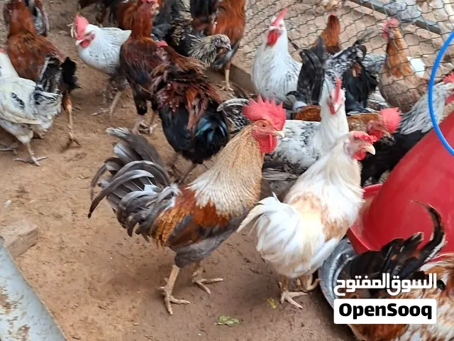 *بيع دياكه مكس* *النوع* :دياكه مكس من سلالات طيبه للذبح او التربيه العمر : 6الى8 اشهر العدد: 50ت