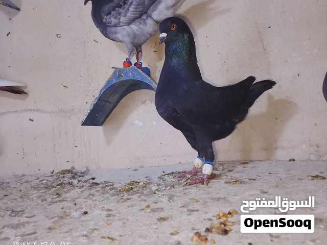 كنجات مدنسرات للبيع