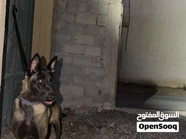 اسلام عليكم متوفر انتيه ملينو اقرا الوصف