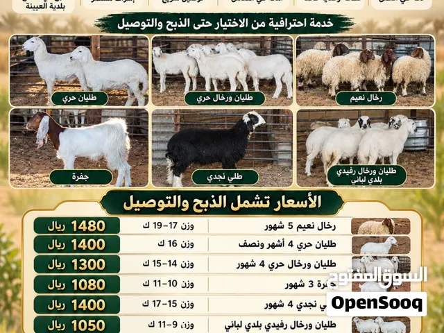 أبو فهد للذبائح والأغنام بالرياض حري ونعيم ونجدي مع الذبح والتوصيات