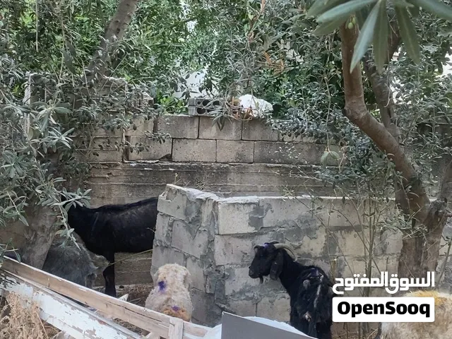 4 نعجات و 3 عنز