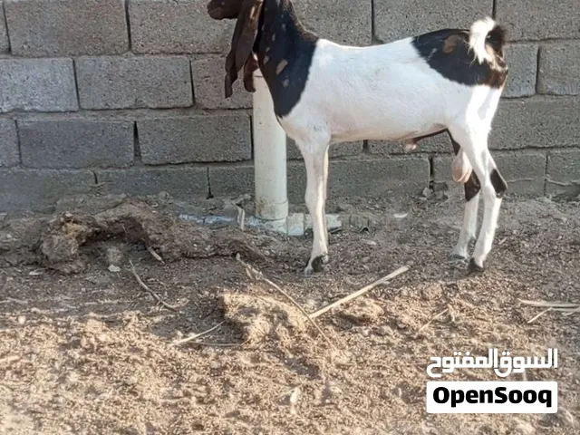 يا الله سلام عليكم للبيع صخول نثيه وفحل النثيه شاميه اصيله ولفحل افقاني العمر 8 اشهر حلوات ملأت بيت
