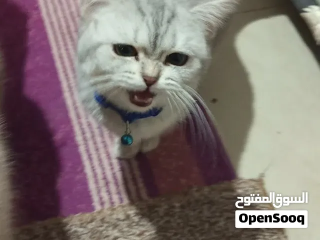 قط بريطاني British Shorthair Silver Tabby للبيع – عمر سنة