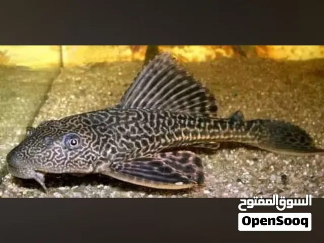 سمكة البلاكستوماس للبيع  يوجد توصيل