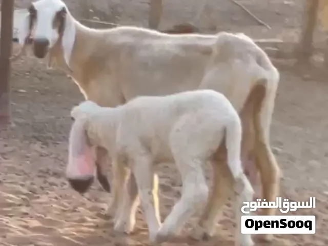 للبيع يعد كجلا مع رخل  الحالة ماشاالله طيب  السعر:عندالاتصال  الموقع الذيد الشارقه