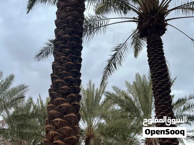 نخل 7متر و6متر البيع