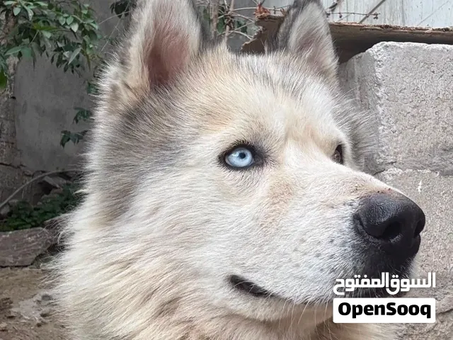 كلب هاسكي للبيع بسعر عرطه توصل عبر الرقم. ومانتختلف الكلب مدرب حراسه.