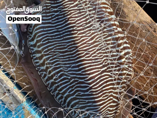 حبار طازج بحجم كبار يتوفر