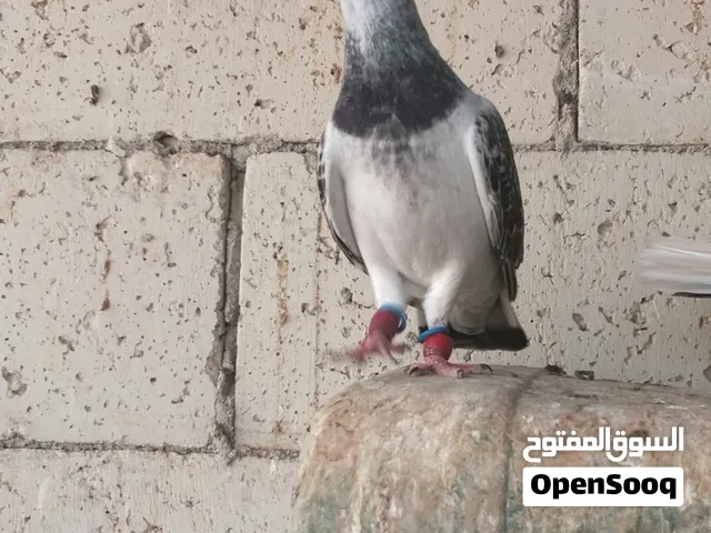 طواير وفحول  شغالات وخاليف كوم او قطع .......الموقر